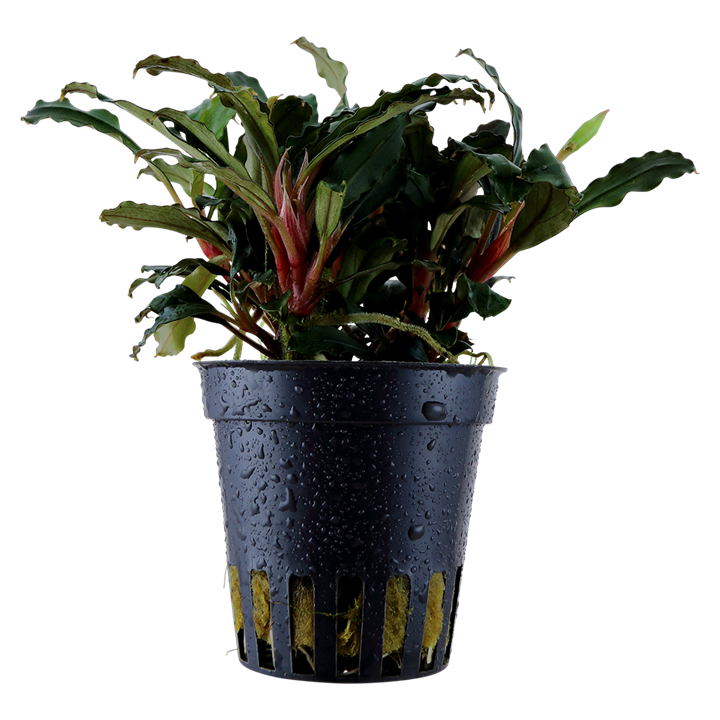 Bucephalandra sp. 'Red' - Tropica Aquarium Plants