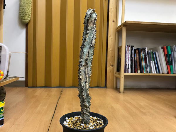 アデニア アクレアータ 発根管理1 | 塊根植物・コーディックス・多肉