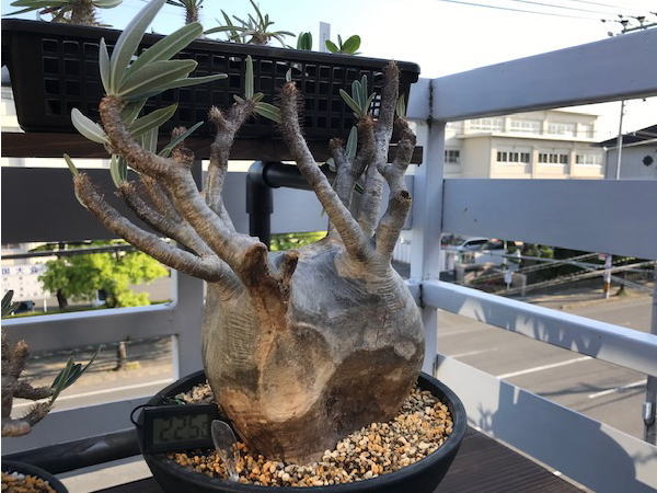 グラキリス② 発根管理3 | 塊根植物・コーディックス・多肉植物の処分