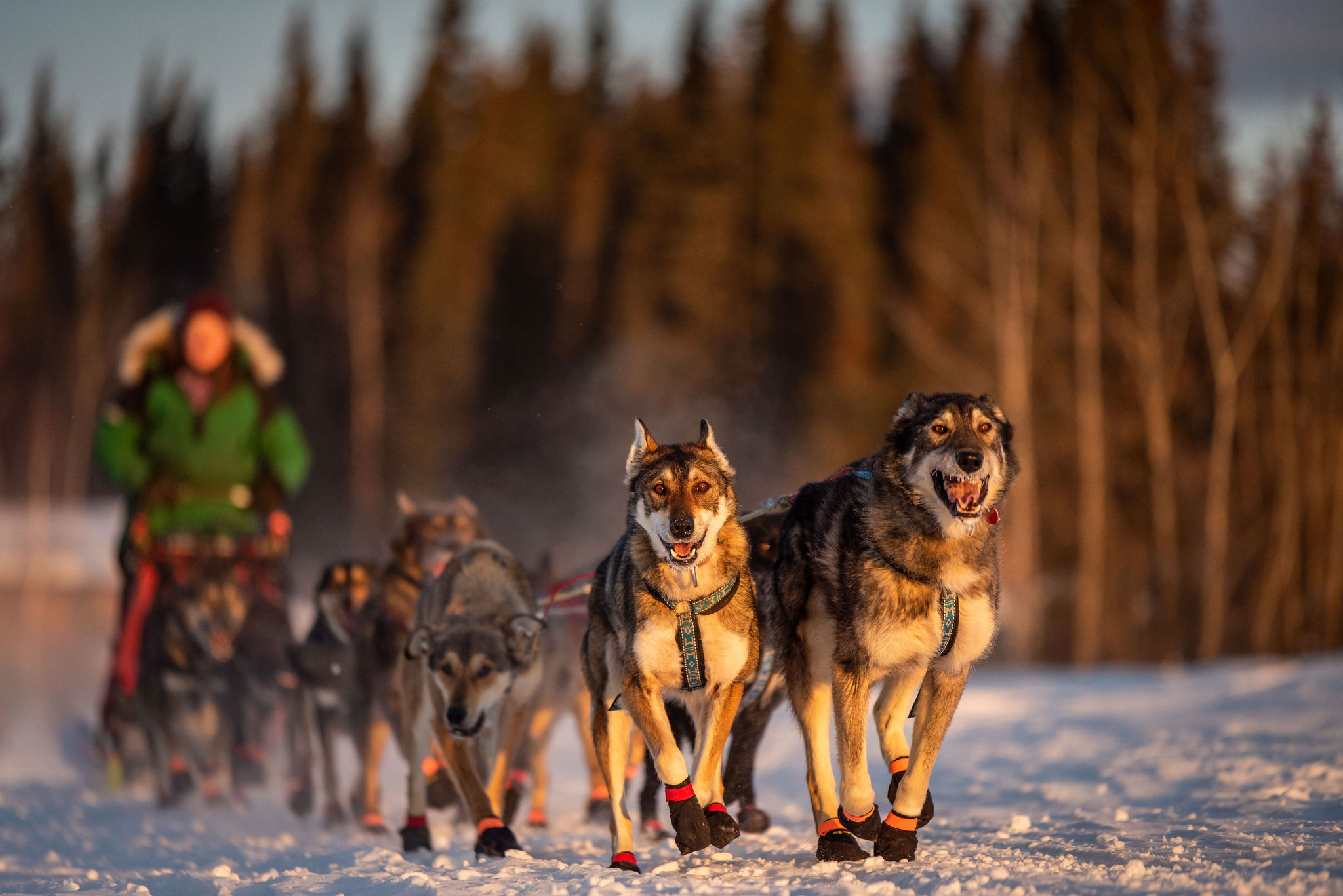 The Ultimate Destination for Dog Sledding - Trail Breaker Kennel
