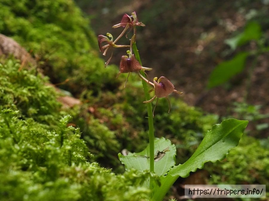 フガクスズムシソウ