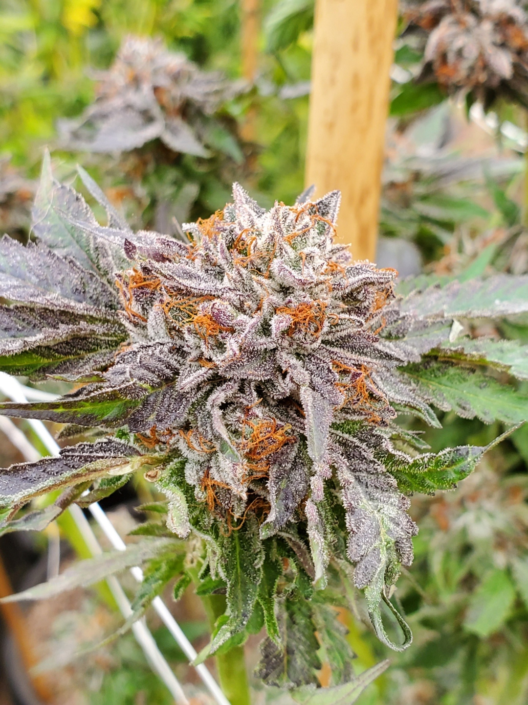 ディグダ】OGKush 10 SweetSkunk 10 ディグダ】OGKush 10 SweetSkunk