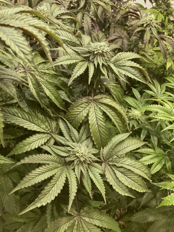 ディグダ】OGKush 10 SweetSkunk 10 ディグダ】OGKush 10 SweetSkunk