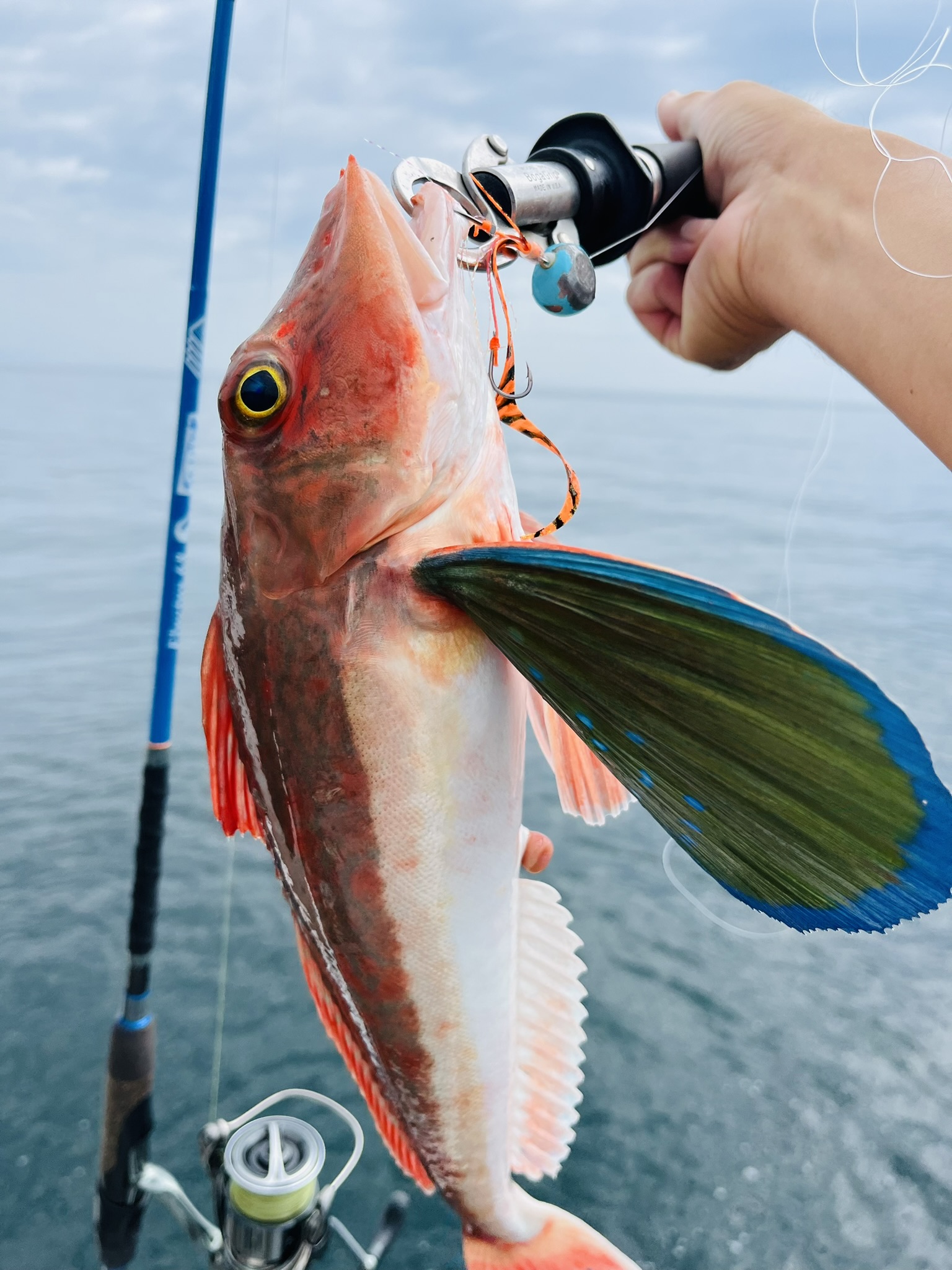 TULALA | Ford every stream | » Fluctus S68ML StrawSetting