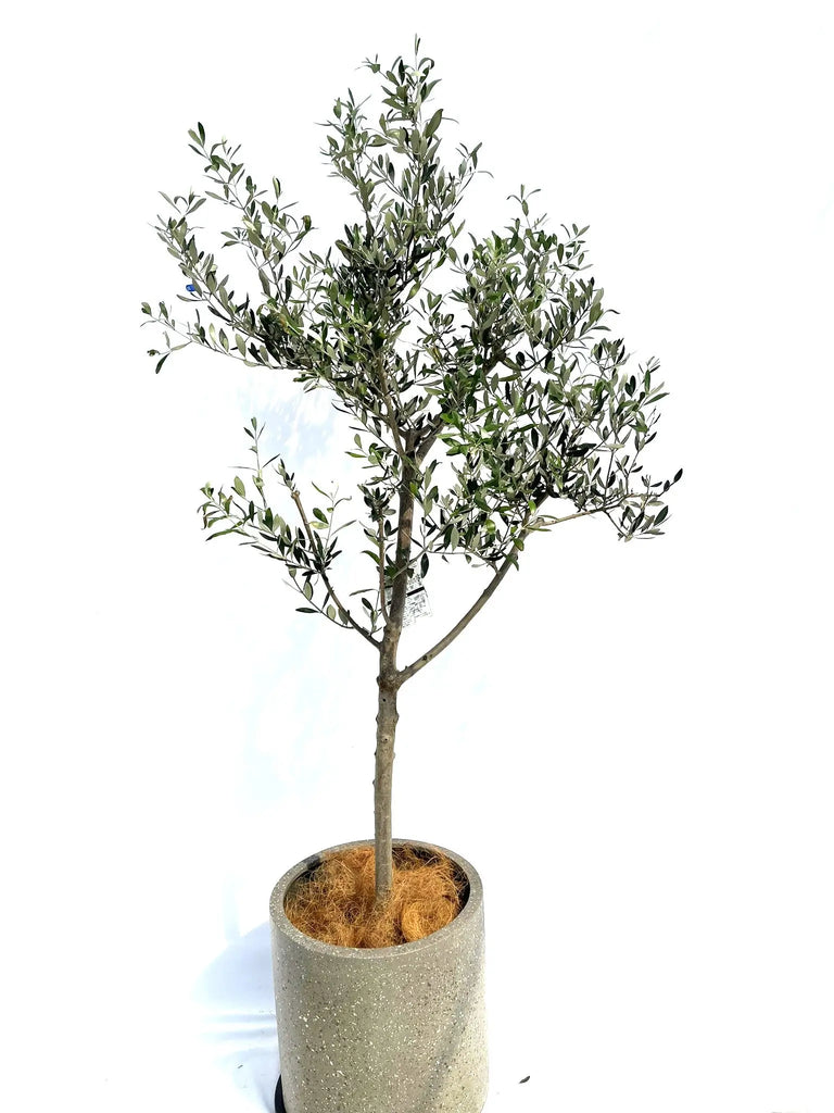 can様オリーブの木 ルッカ 約130cm NO.2011 大型 人気品種 オリーブの木
