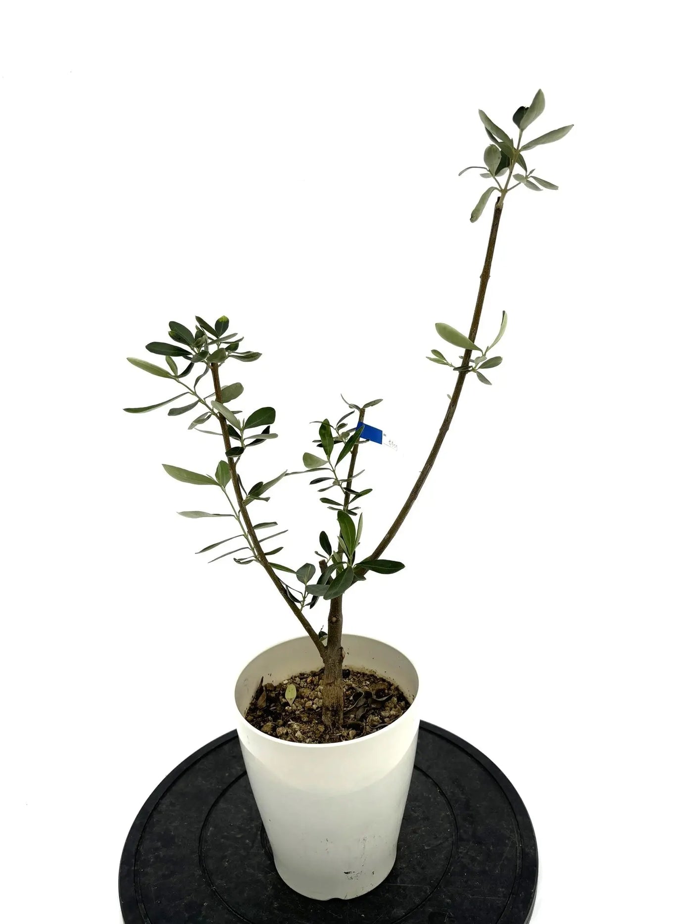 カラマタ XSサイズ 約65cm NO.10290 オリーブの木 - 株式会社鶴亀園