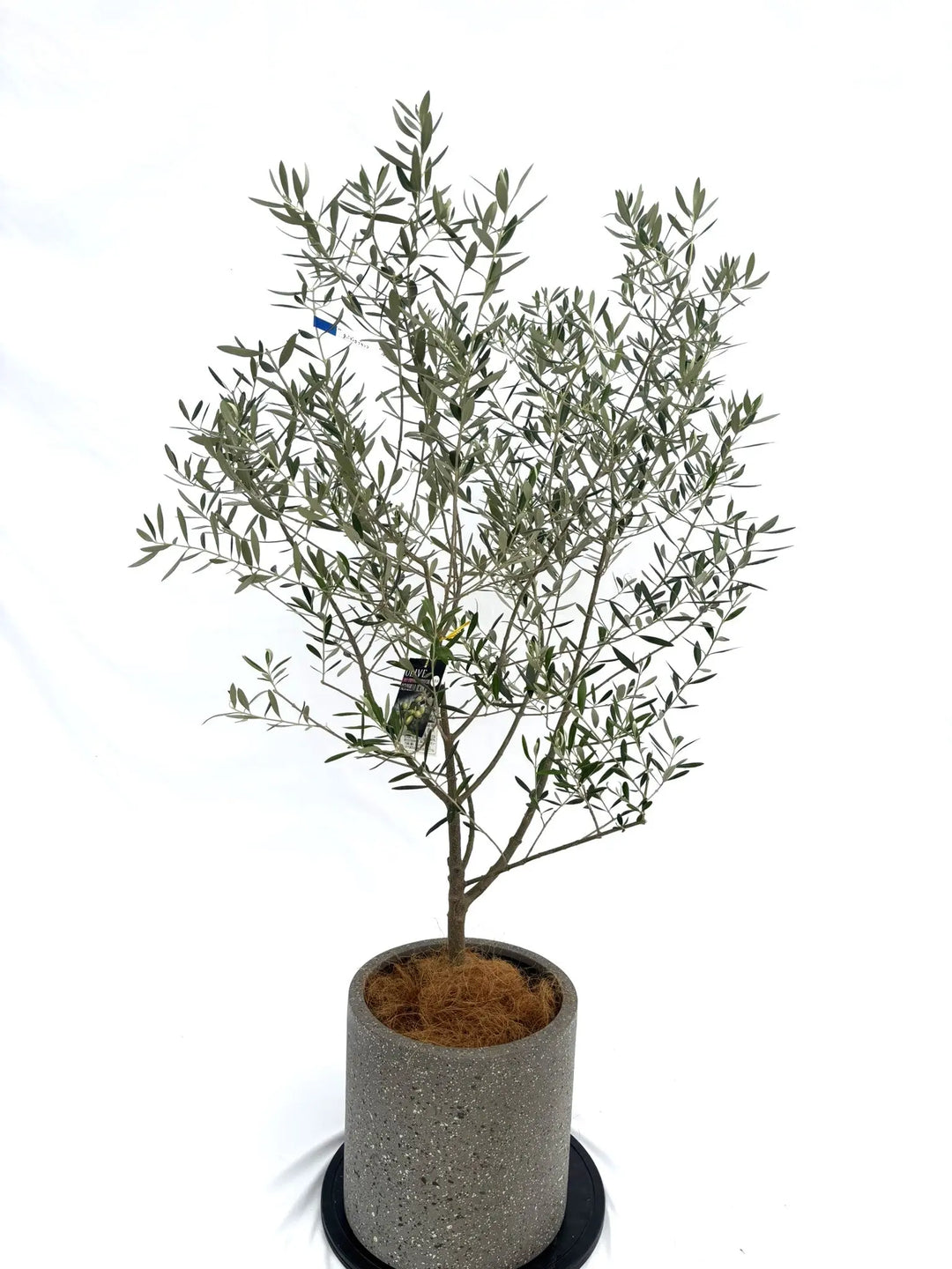 ネバディロブランコ Mサイズ 約140cm NO.10315 オリーブの木 - 株式