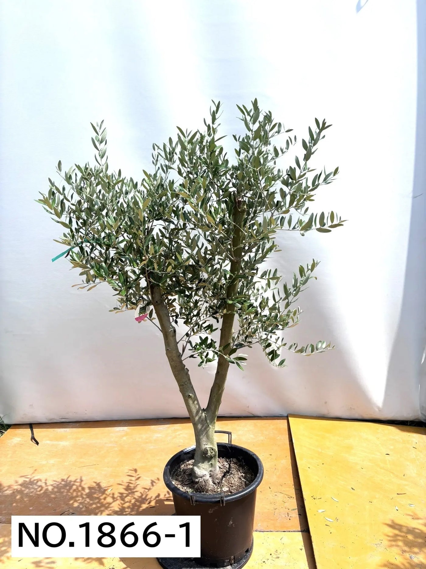 NEWミッション（オリーブの木）｜大型商品｜NO.1866 ｜約170cm｜人気