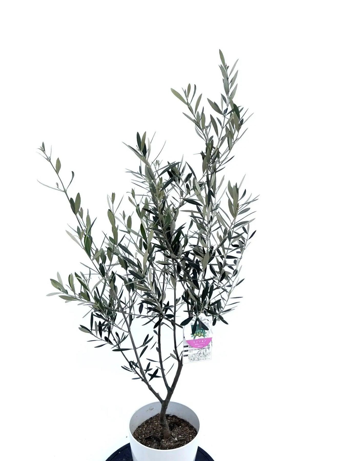 ミッション Sサイズ 約130cm NO.10471 オリーブの木 - 株式会社鶴亀園