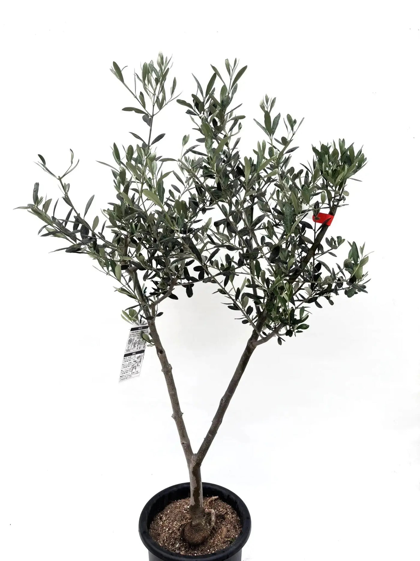 人気・寒冷地対応】ルッカ（オリーブの木）〈初心者向き〉｜120cm｜M