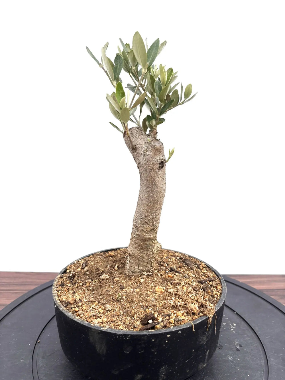 風格ある古木オリーブ - 株式会社鶴亀園