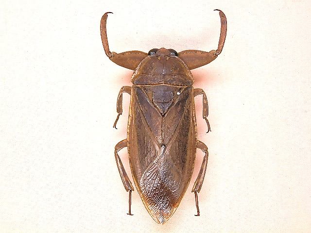 ☆大阪産タガメ：57mm標本☆ - INSECT ULTIMA