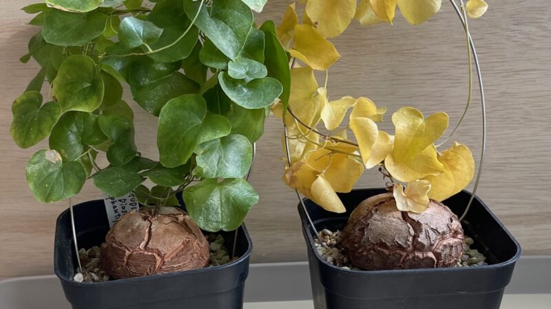 休眠しない【実生亀甲竜】（Dioscorea elephantipes）。紅葉した株を