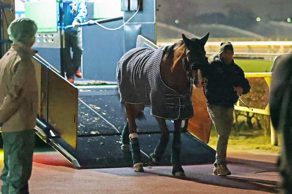 ジャパンC】トップはカランダガンの130 プレレーティング発表｜競馬