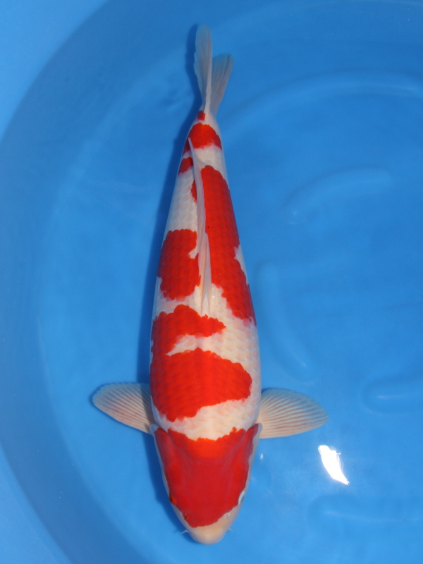 錦鯉 鯉 販売 通販 ネット販売 収穫祭 特価 紅白 64cm - 錦鯉販売 株式