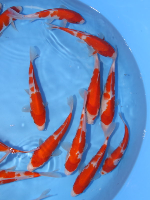 錦鯉 鯉 販売 通販 ネット販売 定番 当歳 紅白 ±20cm 5本セット BKT