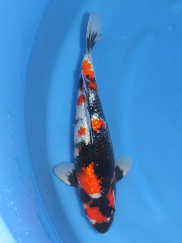 錦鯉販売 錦鯉通販 錦鯉ネット販売 立て鯉 銀鱗昭和 41cm BNY-059