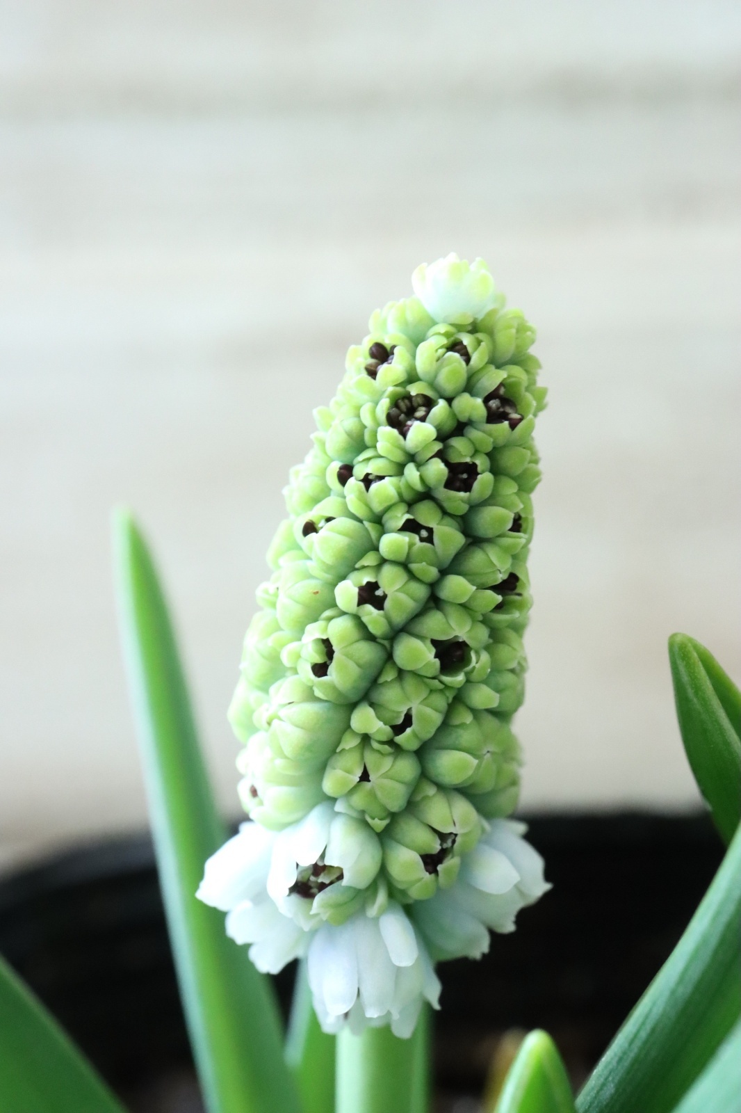 芽出し球根 八重咲きムスカリ 