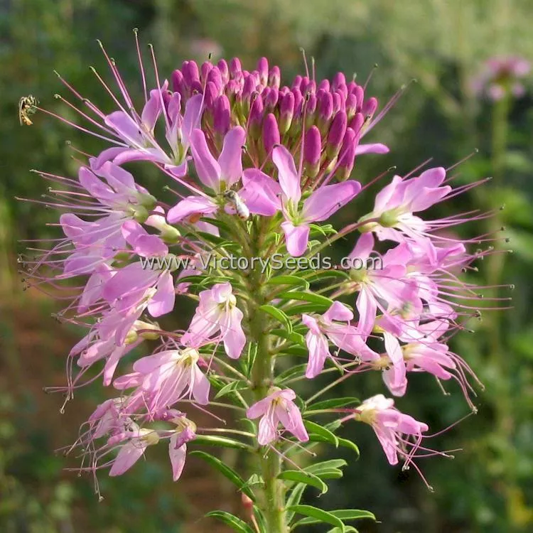 Rocky Mountain Beeplant - Victory Seed Company