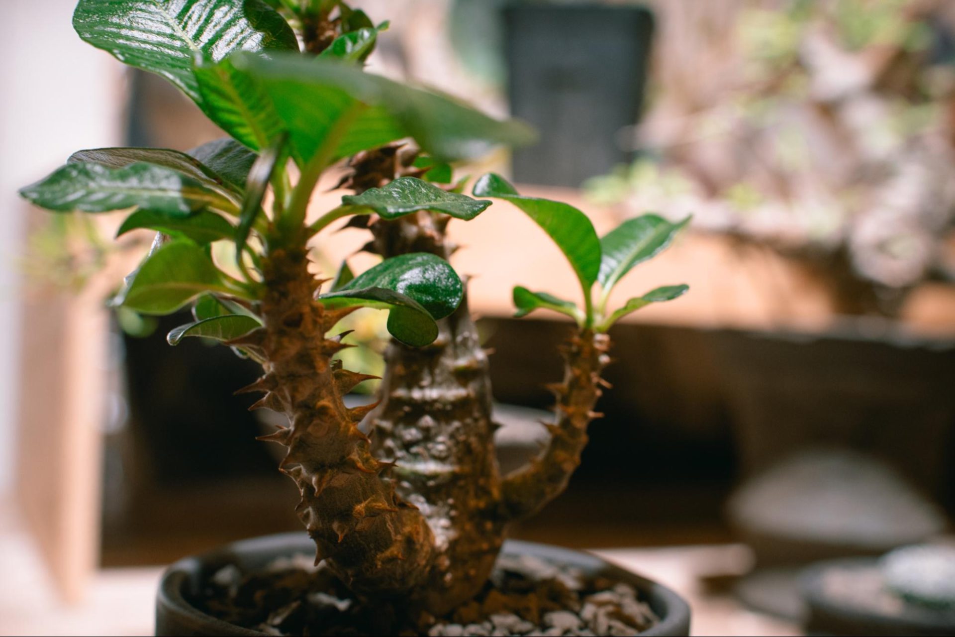 シェフから一転、塊根植物を。異色の植物屋が考える、これからの植物屋