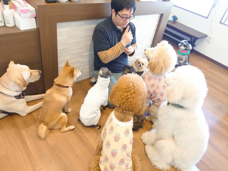 今日のわんこ達！ - わんこの学校