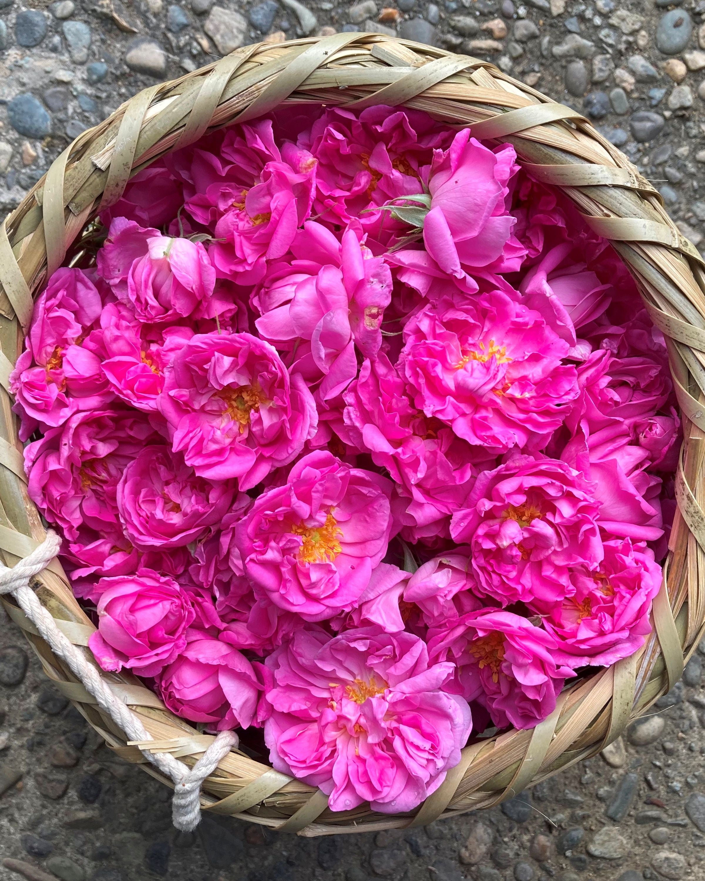 国産ローズ精油 1ml｜”香りの女王”ダマスクローズから得られるローズ