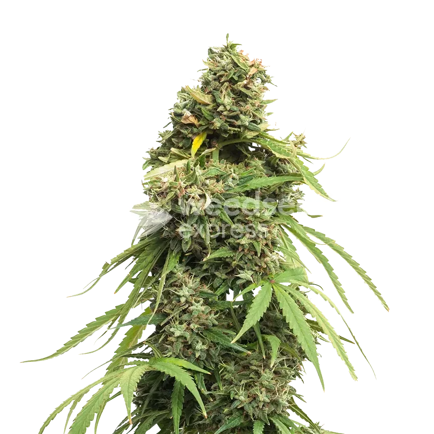 Tangie Feminized Cannabis Seeds - WSE