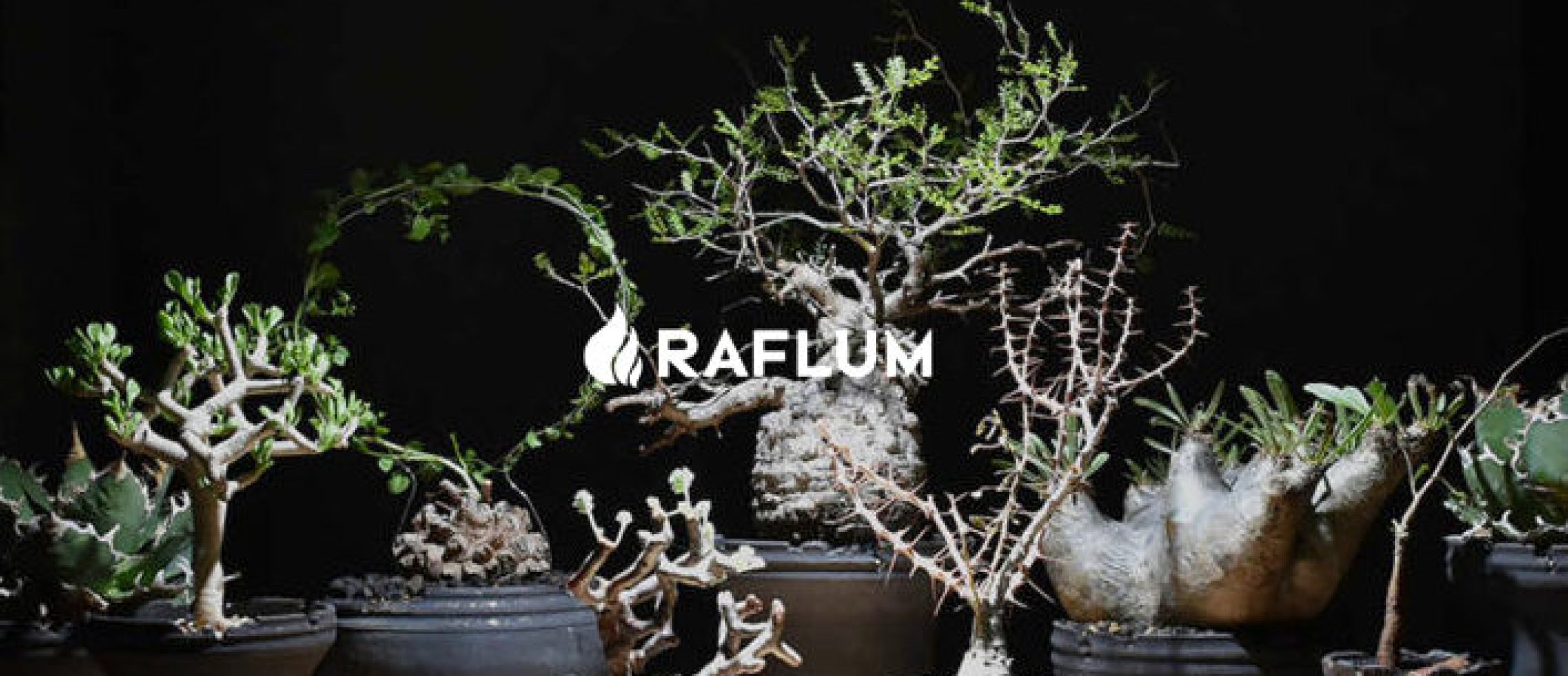 原宿発、うわさの塊根植物・アガベ専門植物ショップ「RAFLUM」が大阪に