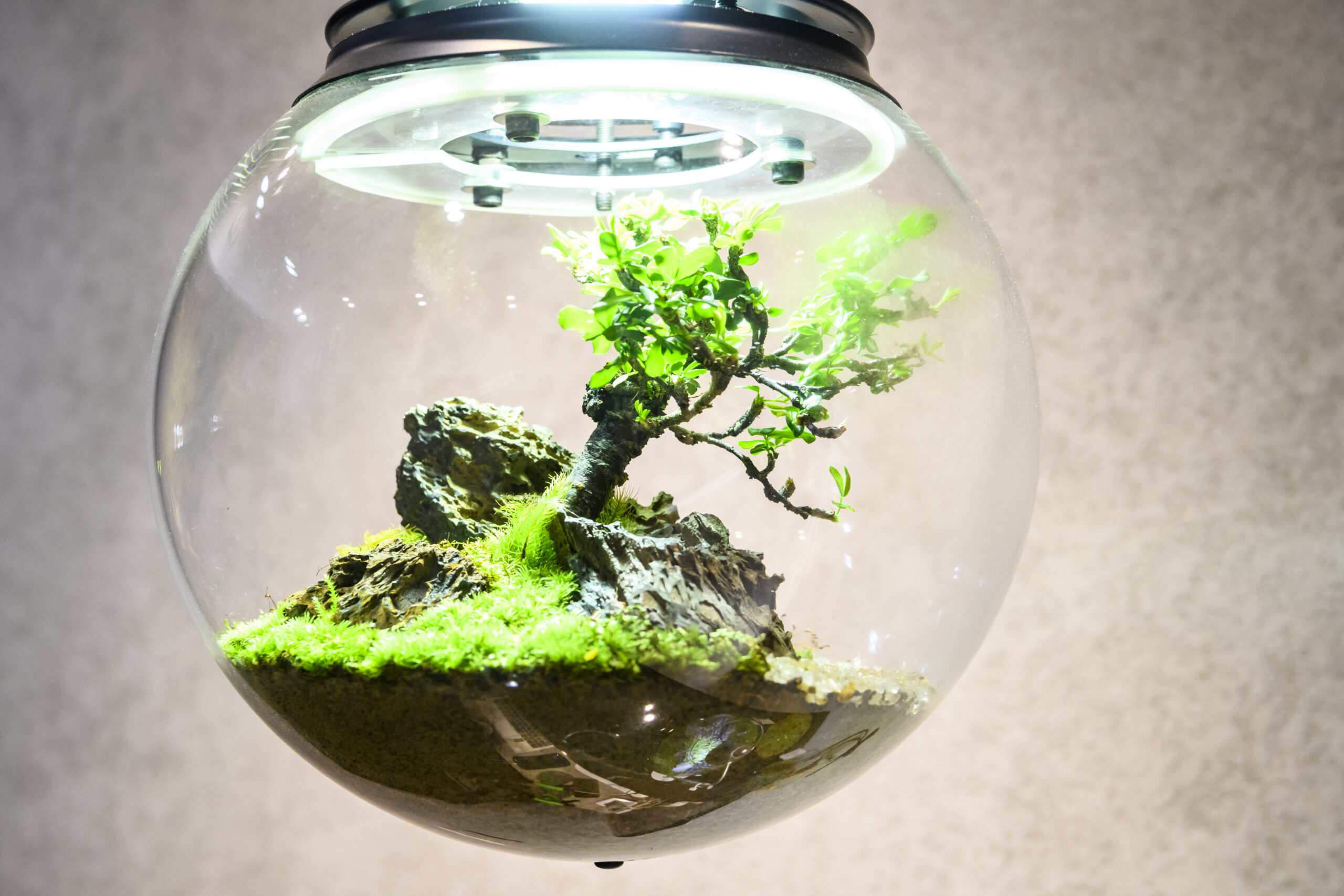 Green Planetのテラリウム | ワンダフルコウベweb