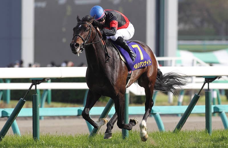 ペルシアンナイト（Persian Knight） | 競馬データベース | JRA-VAN