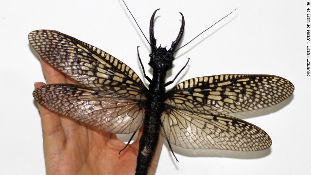 世界最大級の水生昆虫を発見、21センチのヘビトンボ 中国 - CNN.co.jp