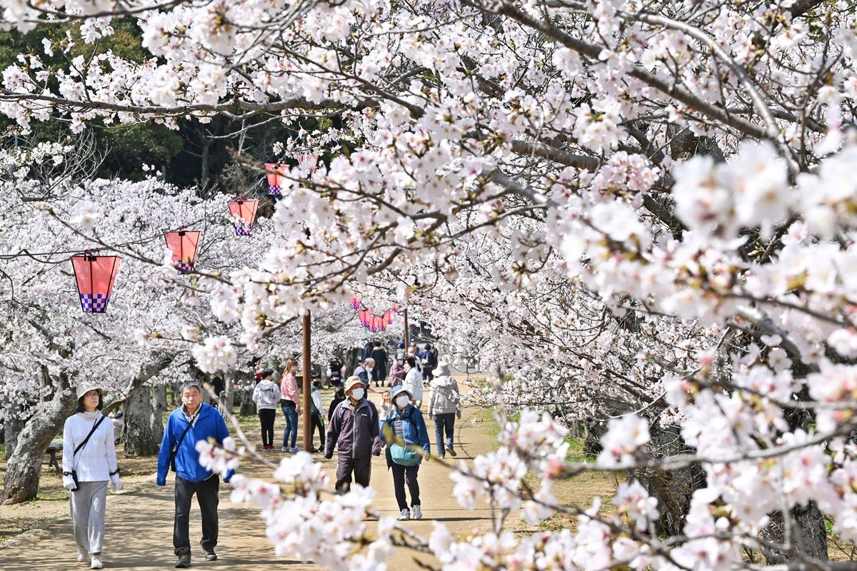 2024お花見ガイド 春の宴すぐそこ | 特集 | COOL KAGAWA | 四国