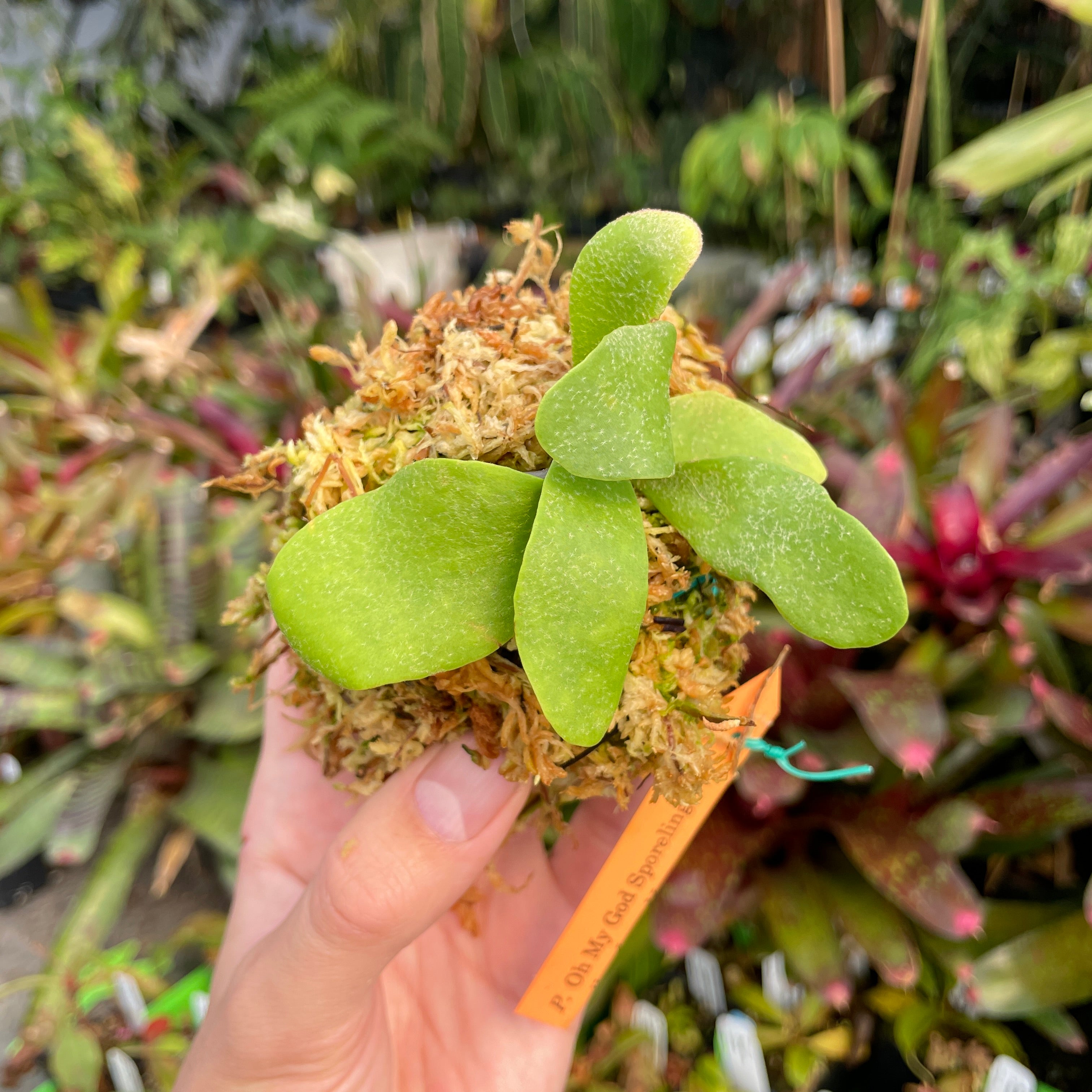 Platycerium willinckii 