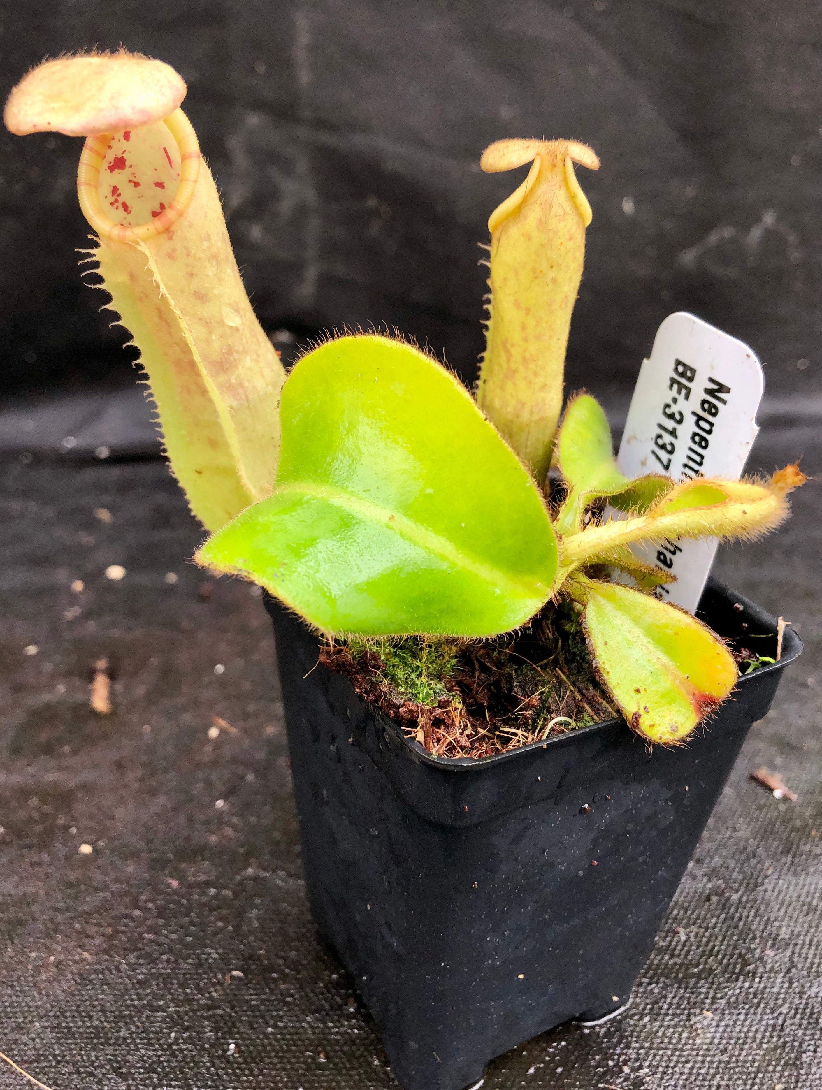 Nepenthes chaniana x veitchii, BE-3137 – Carnivero