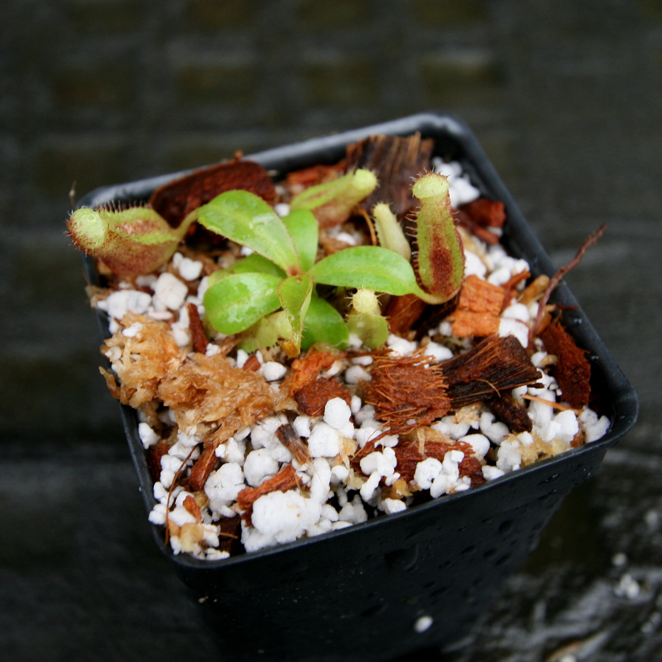 Nepenthes (spectabilis x lowii) x clipeata, CAR-0265 – Carnivero