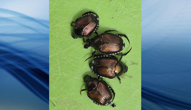 Westsyde gardener discovers dozens of insects that look like