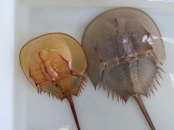 こんなに大きくなりました。脱皮したカブトガニ - 笠岡市ホームページ