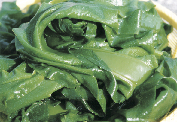 ワカメ - 小松島市観光サイト「小松島ナビ」