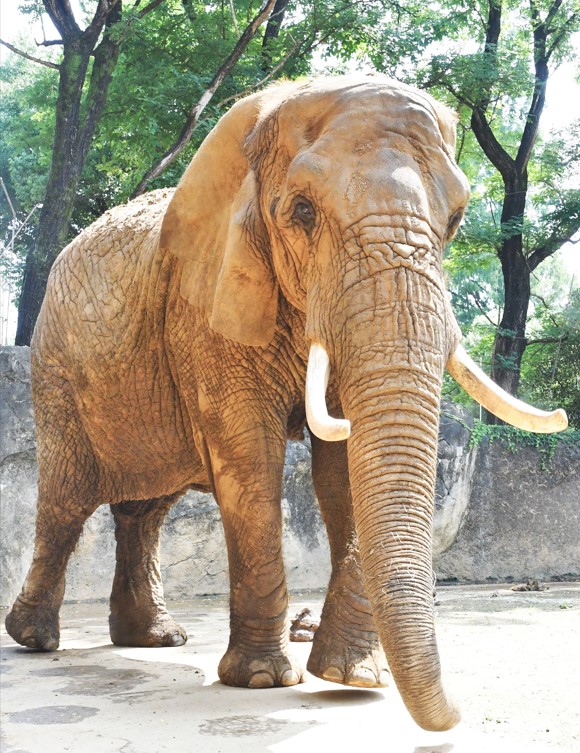アフリカゾウ｜八木山動物公園フジサキの杜