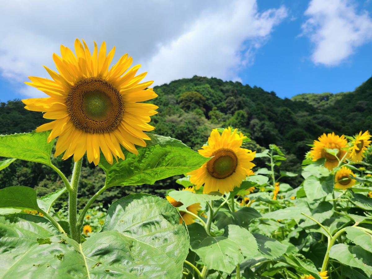 2025ひまわりの成長記録：静岡市公式ホームページ