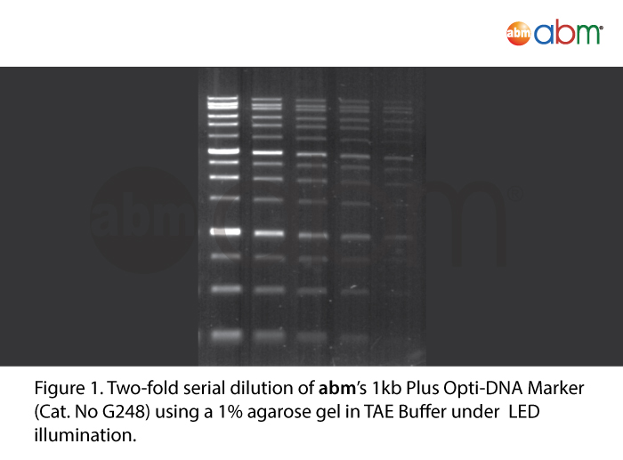 Safe-Red™ Nucleic Acid Gel Stain | Applied Biological Materials Inc.