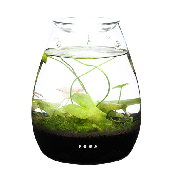 Enjoy Paludarium with DOOA Glass Pot SHIZUKU! | ADA - DOOA