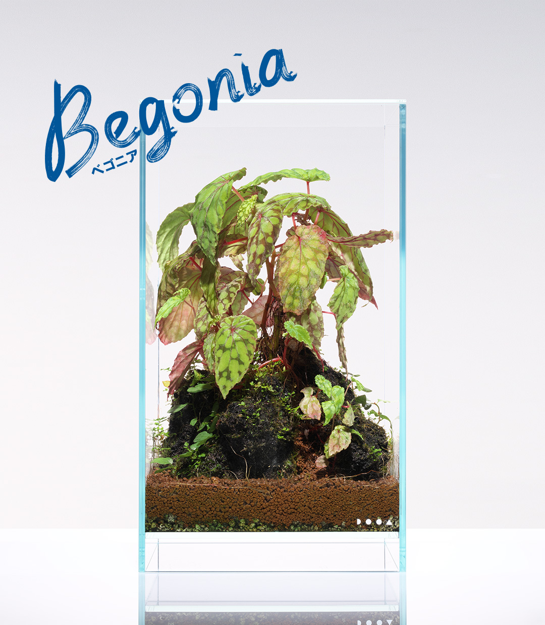 NEW JUNGLE PLANTS 「小型着生ラン」 | AQUA DESIGN AMANO