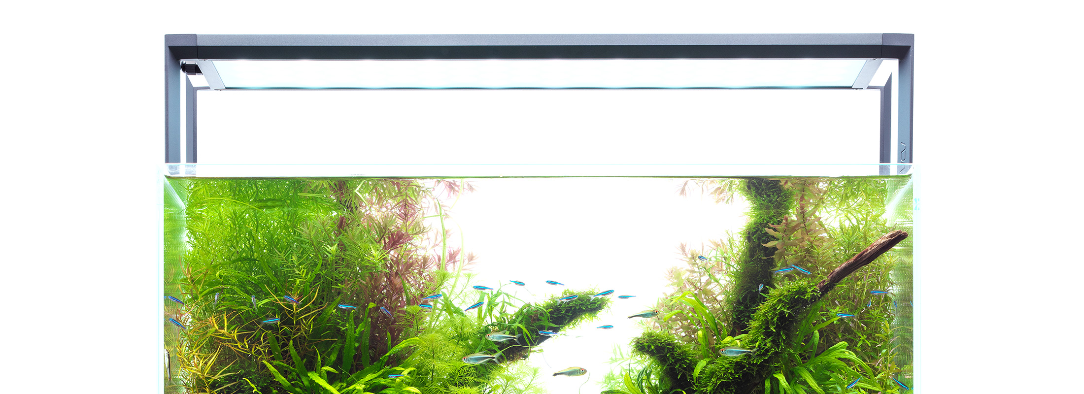 洗練と進化の光 「AQUASKY RGB Ⅱ 60」 | AQUA DESIGN AMANO