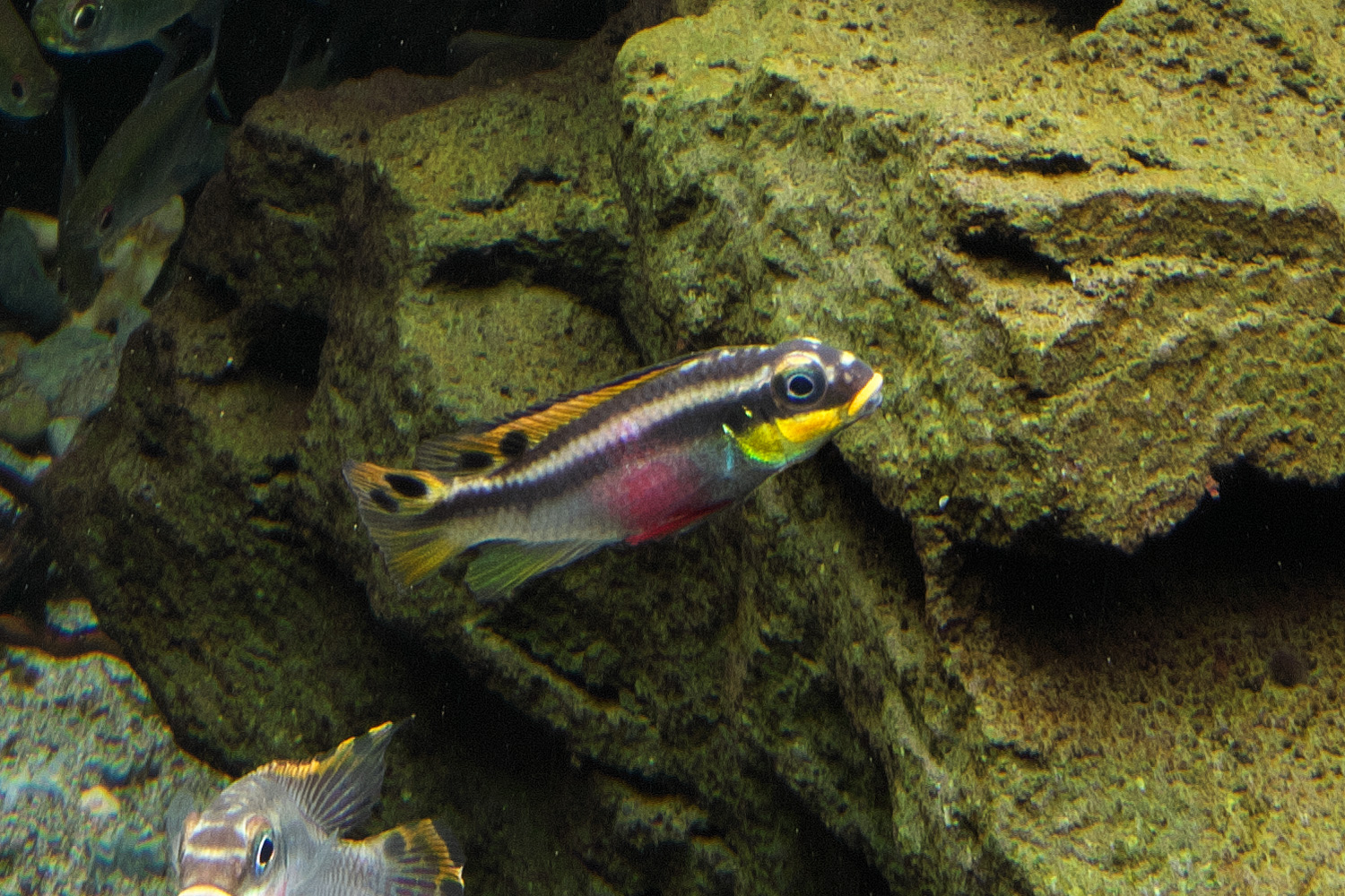 NATURE AQUARIUM GALLERY #01 「ダイバースフォレスト」 | AQUA DESIGN