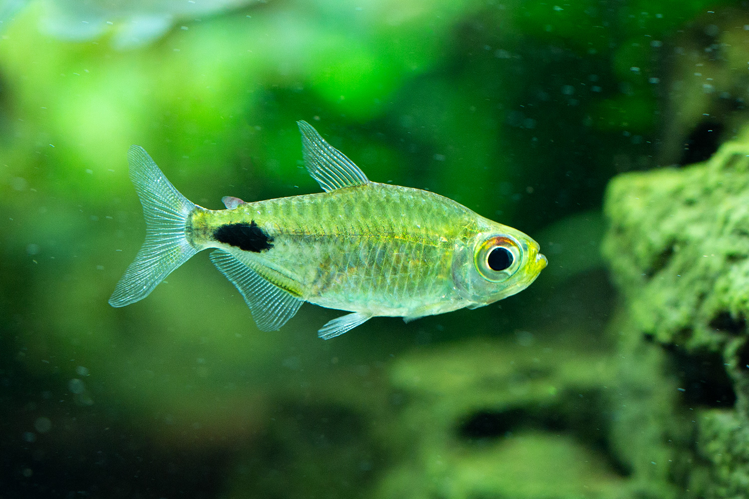 NATURE AQUARIUM GALLERY #01 「ダイバースフォレスト」 | AQUA DESIGN