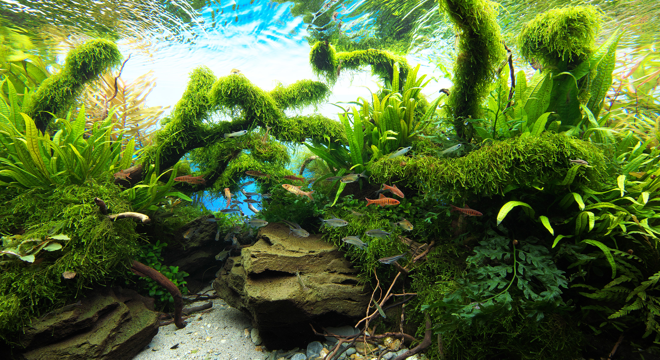NATURE AQUARIUM GALLERY #01 「ダイバースフォレスト」 | AQUA DESIGN