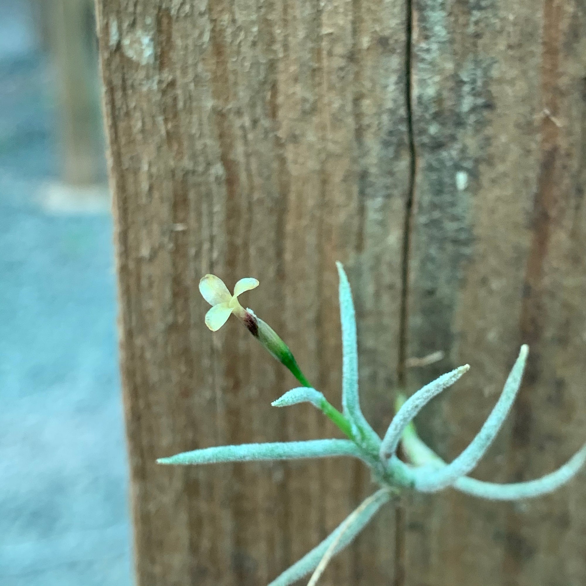 ブロメリア・エアープランツ Tillandsia capillaris Salta,Argentina