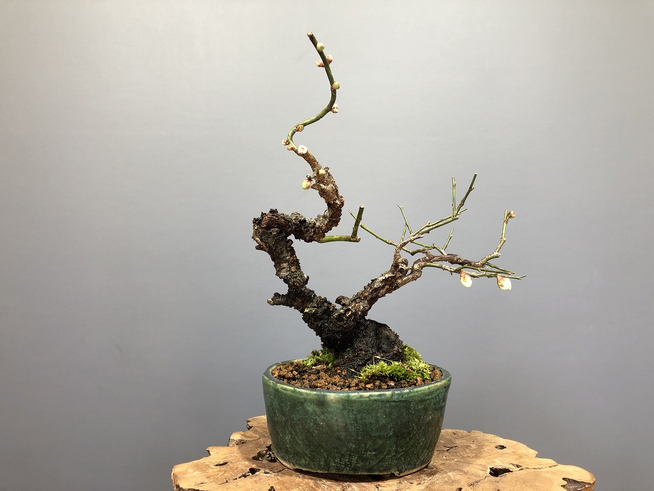 甲州野梅 ※小品 もうすぐ開花！！ [赤富士園]