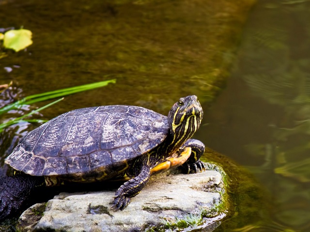 カメの英語「タートル・トータス・テラピン」それぞれの違いって